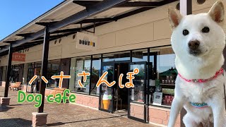 ハナさんぽ 16  ドトールドッグカフェで休憩する柴犬