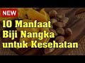 10 Manfaat Biji Nangka untuk Kesehatan