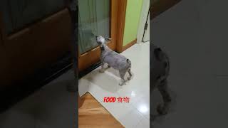 Schnauzer barking for food push open the door 史納莎開門吠叫要食物 खाना के मांग करीं #schnauzer #barks #food