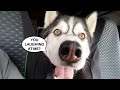 Husky Makes Us Laugh Day After Day