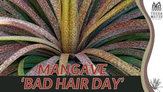 MANGAVE 'BAD HAIR DAY': Care Guide and Tips 🌵💇‍♂️