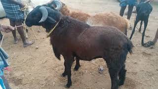 Tamilnadu famous goat breed 15k