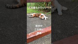 【三毛猫】キジトラも可愛いけど三毛猫もかわいいというかネコは可愛い#shorts#外猫