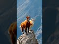 friendly 🐐🐏 shortvideo goat mountains animals love viralvideo wildlife