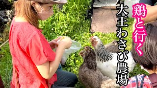 【信州安曇野】ニワトリと大王わさび農場に行ってきた