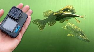 FOOD COMPETITION among PIKE ! Rare underwater footage | Underwater World