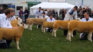 Texel championship Balmoral 2014