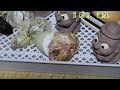 【感動】卵からヒヨコ孵化してみた　　incubate chicks