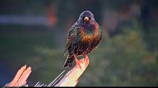 European Starling Calls And Shines In Morning Sun – Jan. 17, 2018