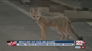 Rescued Kit Fox Released