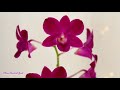 how to grow dendrobium phalaenopsis orchids successfully complete care guide