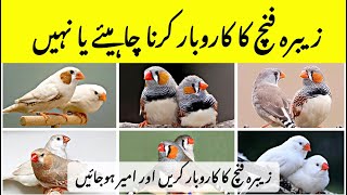 Zebra Finch Farming Business | Finch Farming In Pakistan | Pakistan Best Finch Breeder