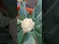 harvesting cauliflower (gobhi) by sohu's dream garden