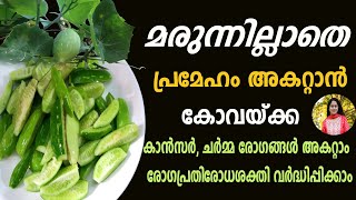 പ്രമേഹമകറ്റാൻ പ്രകൃതിദത്ത ഇൻസുലിൻ കോവയ്ക്ക കഴിച്ചാലുള്ള അത്ഭുത ഗുണങ്ങൾ Kovaykka Ivy Gourd Benefits