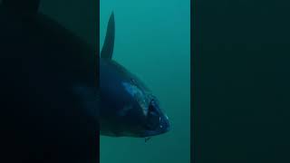 Giant bluefin tuna, underwater footage. 95” plus!!🎣🎣🐟