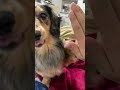 イジケてる愛犬に効能のある魔法の言葉【ミニチュアダックスフンド シルバーダップル】 shorts