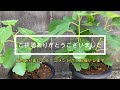 【イチジク 】夏から秋に植え替えするとどうなる？土作りも全て見せます！（いちじくの育て方）