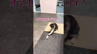 【忠猫?!】ちょっとだけやさぐれている子猫