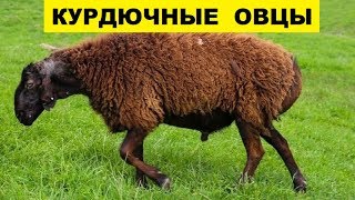 Разведение курдючных овец как бизнес идея | Овцеводство | Курдючные овцы