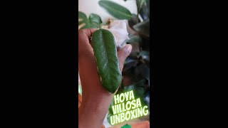 BEAUTIFUL Hoya Villosa /Globulosa Unboxing