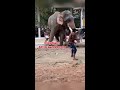 kerala elephant attack ആന കുത്താൻ വന്നപ്പോൾ shorts