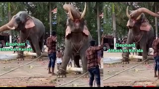 Kerala Elephant Attack ആന കുത്താൻ വന്നപ്പോൾ #shorts