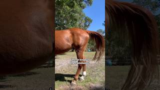 Can YOU see Jeezy’s shivers? #youtubeshorts ##lordshipsfleet #horse #shivers #equine #special #fyp