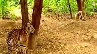 Tiger and Monkeys Popular Funny Video |  Funny Monkeys Fun VS Tigers | GSB 365