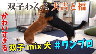 可愛すぎる双子のミックス犬！ワンプロ大公開【大吉と福の暮らし】＃16