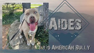 Taylorsville City Dog Trainers || OLK9 Utah || 1 y/o American Bully, Aides