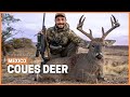 Hunting the most elusive whitetail: Coues deer hunting in Mexico.