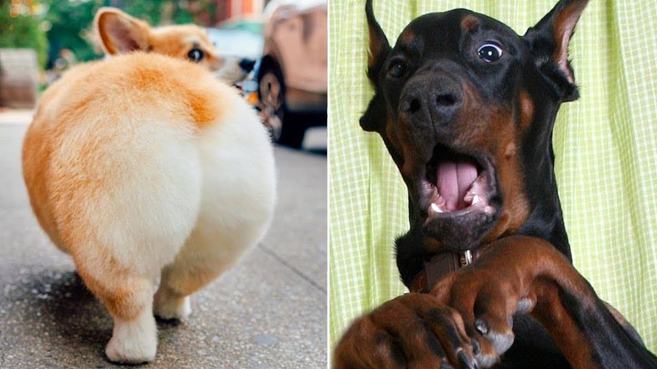 Super Funny Cats And Dogs 2022 Youtube