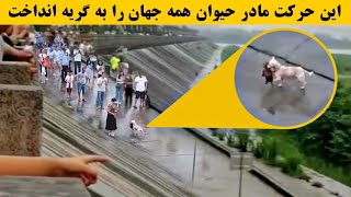 مهر مادری در دنیای حیوانات - سعی کن گریه نکنی