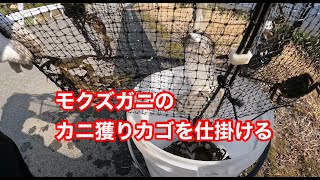 モクズガニのカニ獲りカゴを仕掛ける。一つのカゴには20匹近いカニが・・・