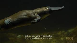 Platypus Facts