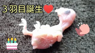 ３羽目誕生！小さなセキセイインコの雛😍はくとそら待望の赤ちゃん♥#セキセイインコ  #癒し  #成長記録  #はくとそら