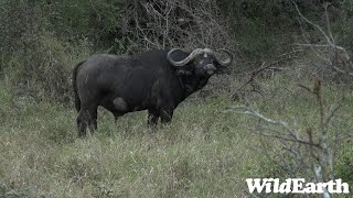 WildEarth - Sunset Safari -18 May 2023