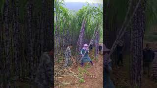 The black sugarcane harvest is over #village  #lifestyle  #farming