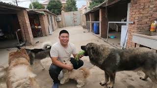 狗场两大吃货巅峰对决，一个有实力没脾气，一个有脾气没实力