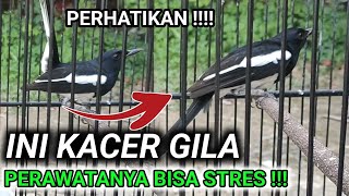 SUMPAH ‼️ KACER INI BISA BIKIN PERAWATNYA PUTUS ASA | DR KACER TERBARU