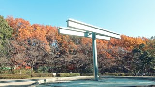 【Full HD】芹ヶ谷公園の紅葉｜東京都町田市｜Serigaya Park Autumn leaves（Autumn colors）｜Machida City Tokyo Japan