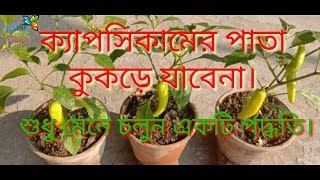 টবে ক্যাপসিকাম চাষের সহজ পদ্ধতি/Easy to grow sweet banana peppers /মিষ্টি মরিচ চাষ/Capsicum