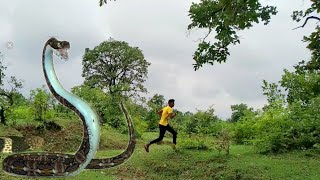 Anaconda Snake 7 In Real Life Hd 🎥Video | Big Snake🐍 In Real Life HD Video