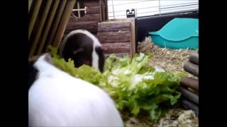 Lecker Schöner großer Salat für Puma Dobby und Sparky (Video) Part 2/2