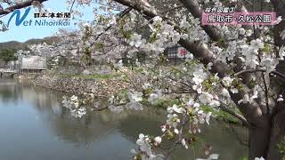 桜色図鑑2024（下）　鳥取城跡・久松公園（鳥取市）　日本海新聞