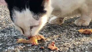 野良猫動画　朝焼けの中　腹ペコの野良猫達がカリカリとウェットフードを食べる　Stray cats eat cat food in the sunrise