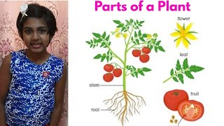 Grade 3 Science | Parts of a Plant | ஒரு தாவரத்தின் பாகங்கள் | Mishika karthick | #36