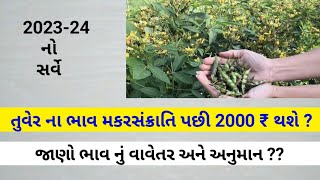 તુવેર ના ભાવ | Tuver na bhav | Tuver ni kheti | તુવેર નું વાવેતર | તુવેર ના ભાવ નું અનુમાન