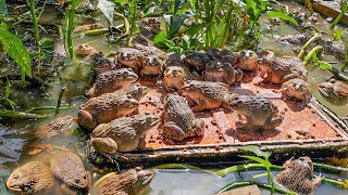 Raising 400 Frogs in a Small Pond   Raising Frogs Naturally and Growing Choy Sum The End