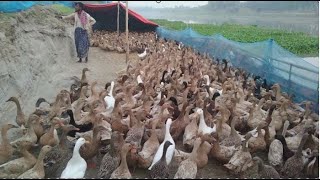 Duck Farming In River Fild Amazing Duck Farming In River Fild Funny Duck Farming In River Fild